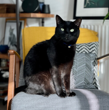 Black cat sat on a chair